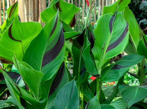 plantas tropicais e folhas verdes