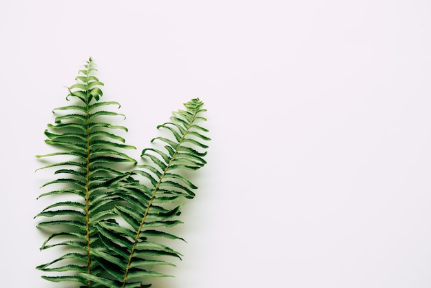 Foto plantas tropicais em branco