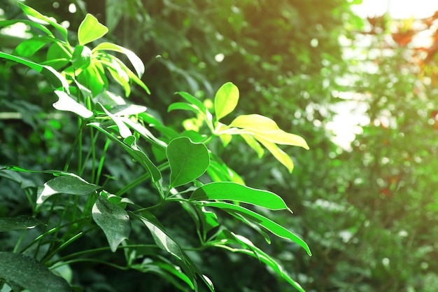 Plantas tropicais em estufa no jardim botânico