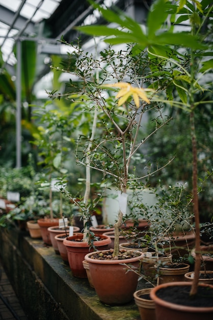 Plantas tropicais em vasos. Estufa, mudas. Trópicos.