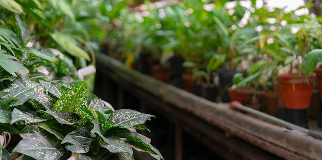 Plantas tropicais ornamentais na estufa.