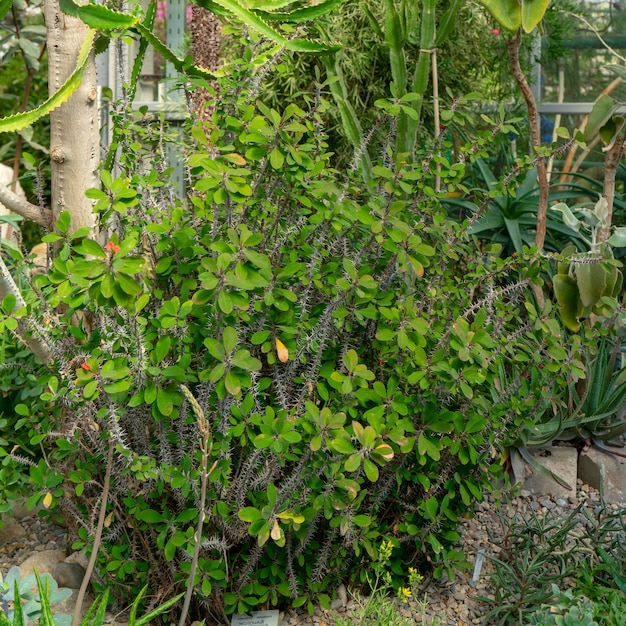 Plantas tropicais ornamentais na estufa.