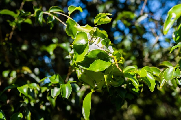 Plantas tropicais que crescem no parque nacional e selvagem em queensland