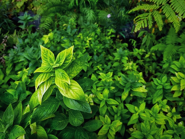 Plantas tropicais verdes de close-up