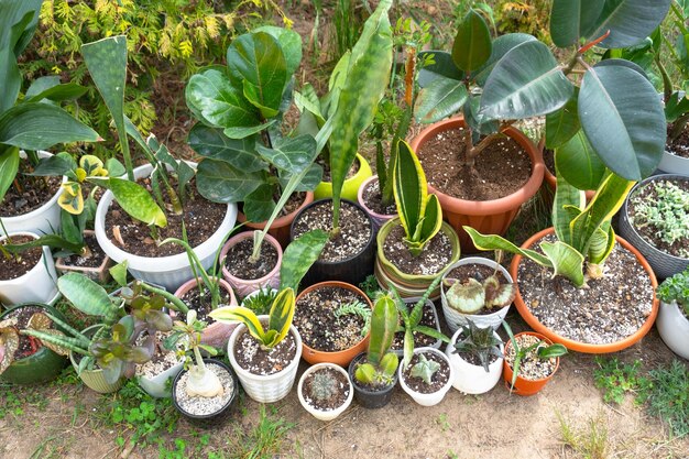 Las plantas tropicales domésticas son un grupo que camina afuera en verano para acelerar el crecimiento caminando plantas domésticas en macetas en el jardín