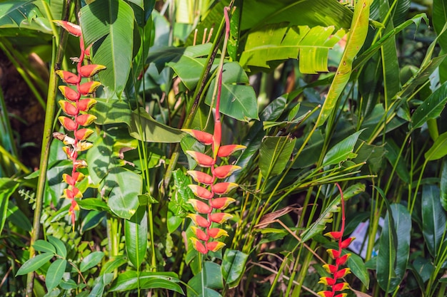 Plantas tropicales exóticas, los bosques húmedos están húmedos después de la lluvia