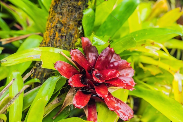 Plantas tropicales exóticas, los bosques húmedos están húmedos después de la lluvia