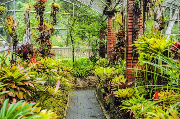 Foto plantas tropicales exóticas, los bosques húmedos están húmedos después de la lluvia