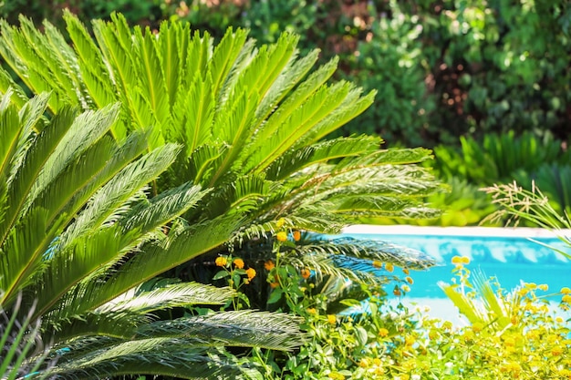 Plantas tropicales con hojas verdes en el resort