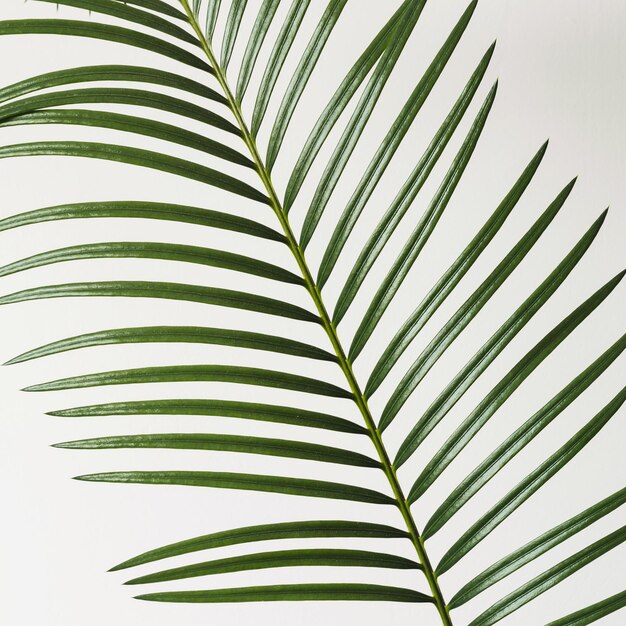 Foto plantas tropicales en macetas zamioculcas contra la pared negra