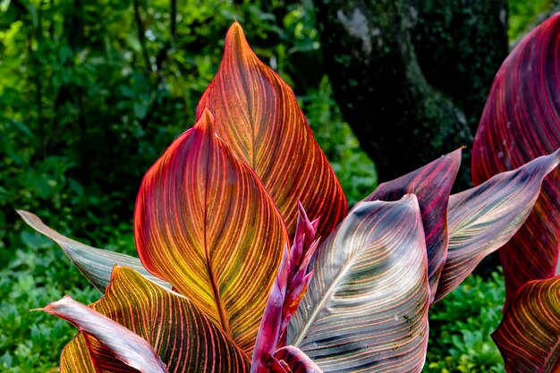 Foto plantas tropicales en un parque rural