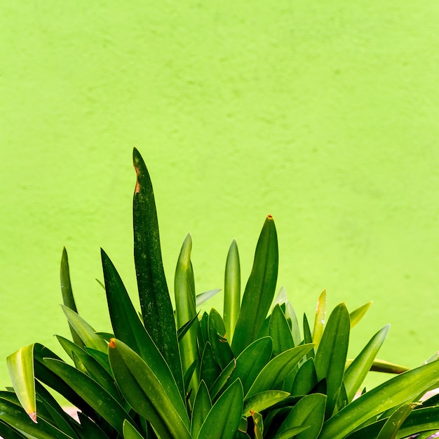 Foto plantas tropicales sobre un fondo de pared verde. estado de ánimo verde mínimo