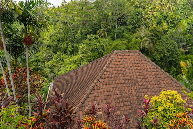 Plantas tropicales verdes que crecen en selvas exóticas, cerca del techo en primer plano