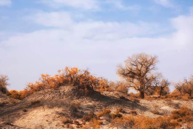 Foto plantas únicas saxaul e relíquia de álamo turanga em areia árida estepe ou deserto do cazaquistão no outono