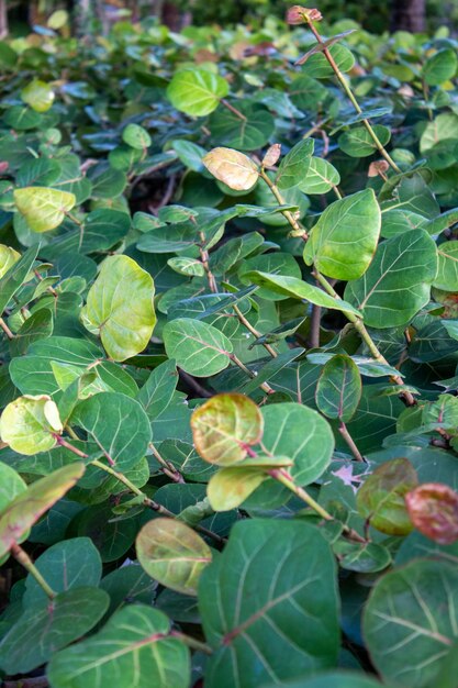 Foto plantas de uvas