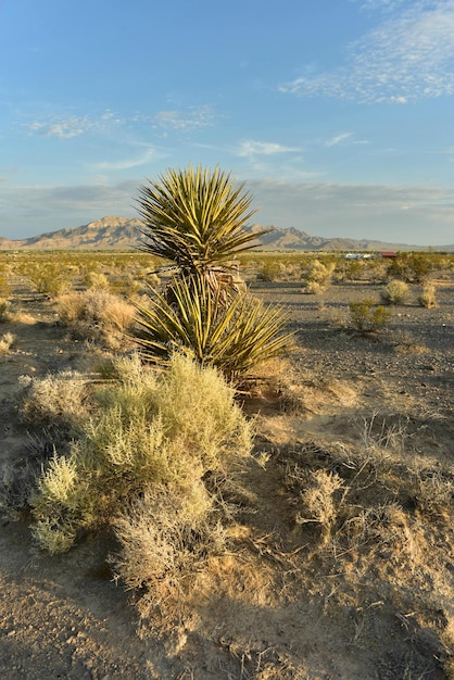Plantas del valle del desierto de Mojave paisaje de la cordillera pahrump nevadausa