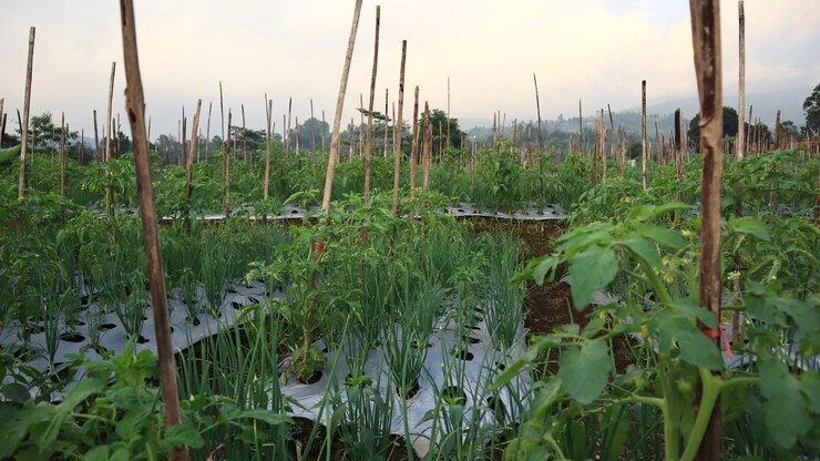 plantas vegetales que crecen en los campos