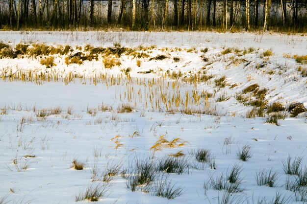 Plantas velhas de inverno secas e congeladas no campo, geadas de inverno na estação fria