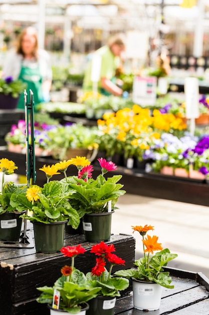 Plantas a la venta de primavera en el centro del jardín local.