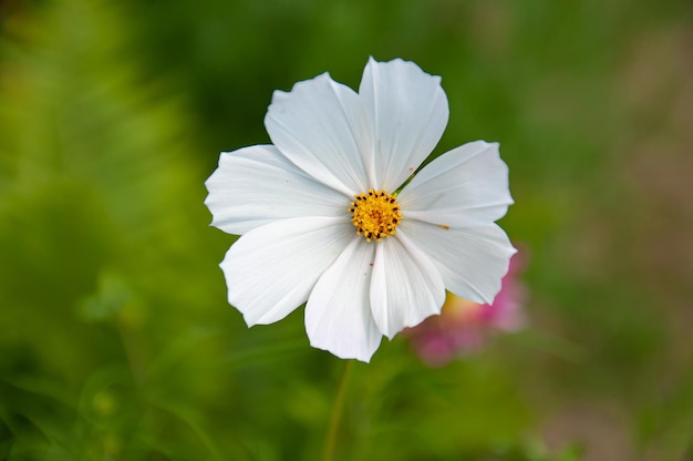 plantas de verano que crecen en la naturaleza