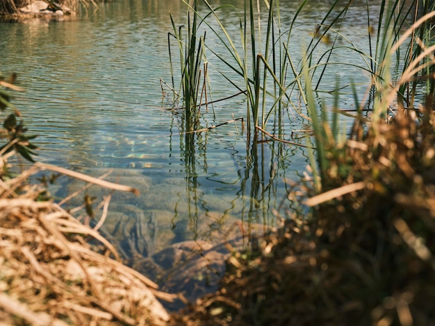 Plantas verdes à beira do lago em um dia ensolarado