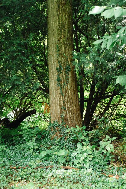 Plantas verdes alrededor del árbol Foto