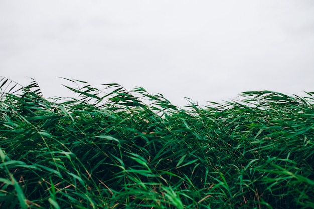 Plantas verdes ao vento