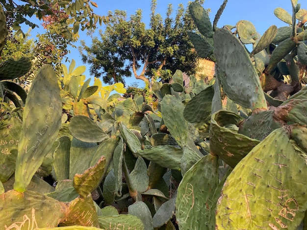 Las plantas verdes de cactus espinosos y la hierba crecen sobre piedras y rocas en un cálido país tropical oriental