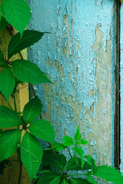 Plantas verdes cercam a casa na vila