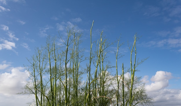 plantas verdes com um lindo céu azul