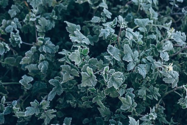 Plantas verdes congeladas após a noite de geada no outono