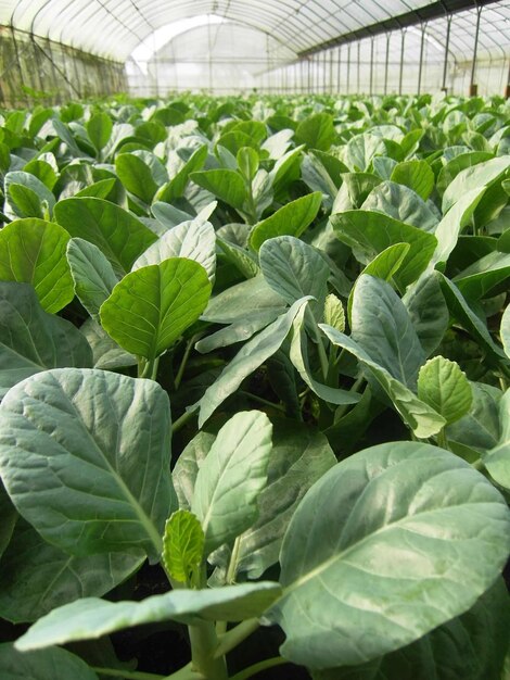 las plantas verdes crecen en un jardín cerrado