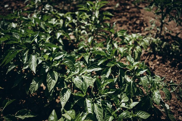 las plantas verdes crecen en el jardín en verano