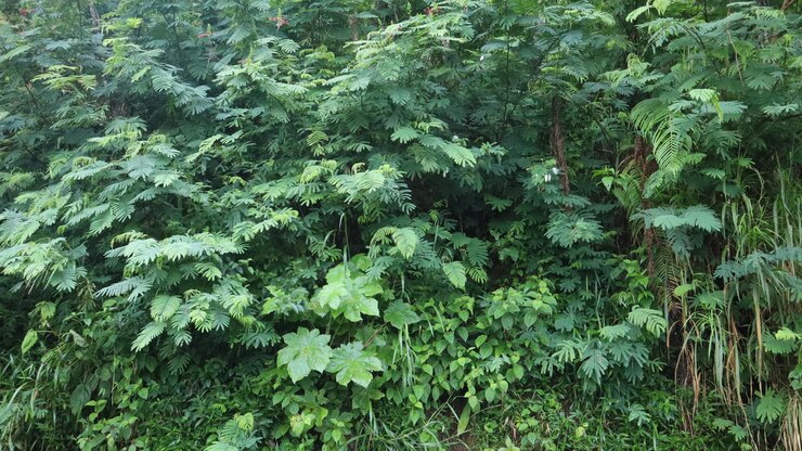 Las plantas verdes crecen en las paredes de los acantilados del bosque como un fondo natural