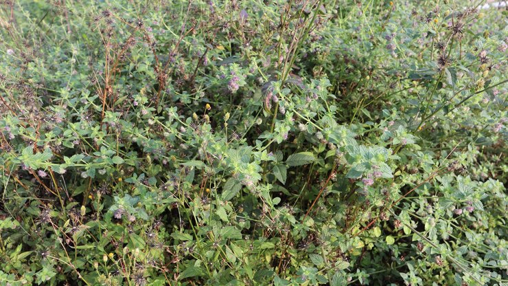 Las plantas verdes crecen en las paredes de los acantilados del bosque como un fondo natural
