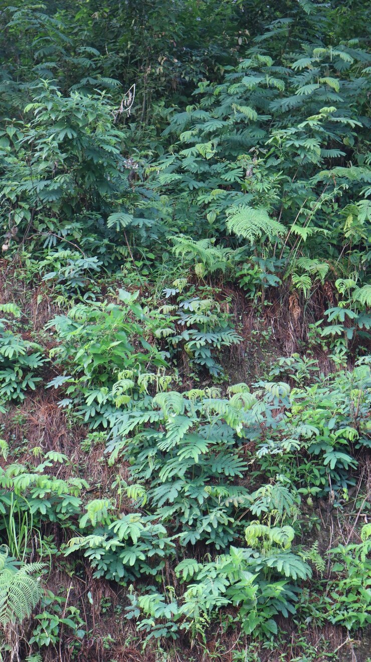 Las plantas verdes crecen en las paredes de los acantilados del bosque como un fondo natural