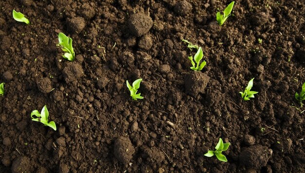 Plantas verdes crescendo em solo fértil vista de cima conceito de jardinagem