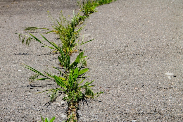 Plantas verdes crescendo em textura de estrada de asfalto rachada