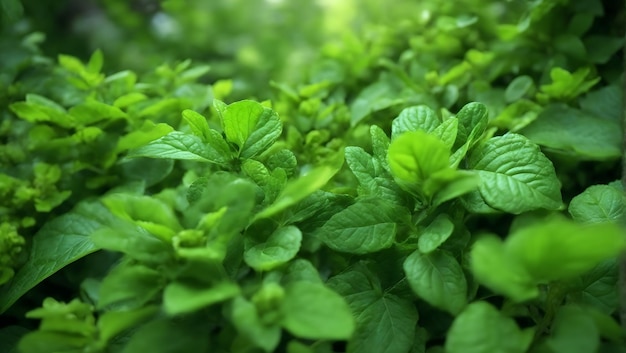 Plantas verdes da natureza em close-up Uma vista incomum da natureza