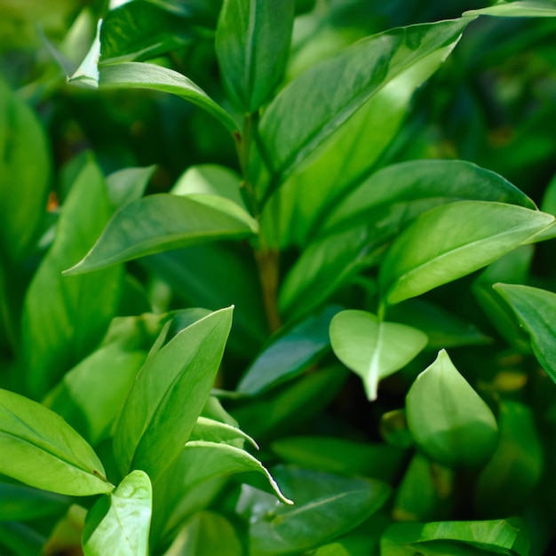 Foto plantas verdes da natureza