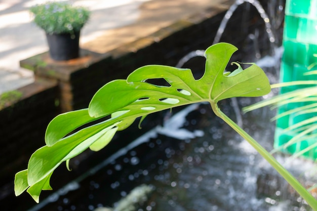 Plantas verdes de jardim ao ar livre no resort, fotografia de stock