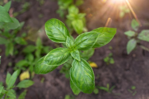 Plantas verdes de manjericão com flores crescendo