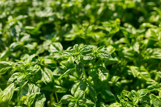 Plantas verdes de manjericão doce crescem no jardim o nome botânico é ocimum basilicum planta de manjericão orgânico pronto para cozinhar conceito de comida saudável vista superior agricultura orgânica