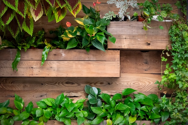 Foto las plantas verdes decoran en la pared de madera en casa.