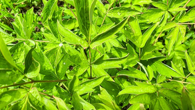 Plantas verdes do país As folhas cobrem uma grande superfície