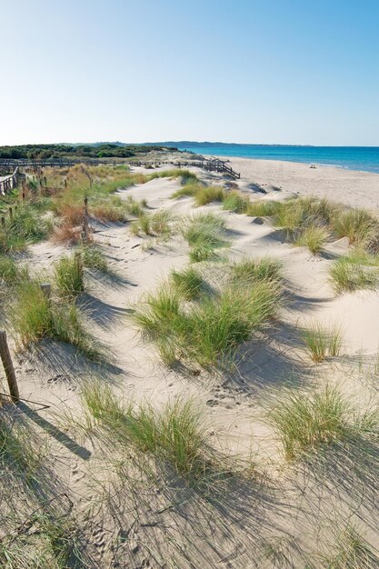 Plantas verdes en dunas de arena en la playa de Platamona