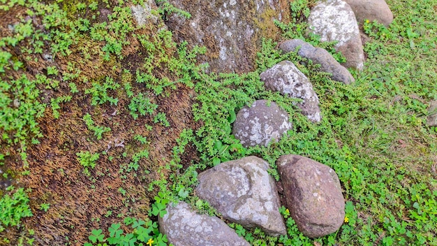 plantas verdes e musgo nas rochas