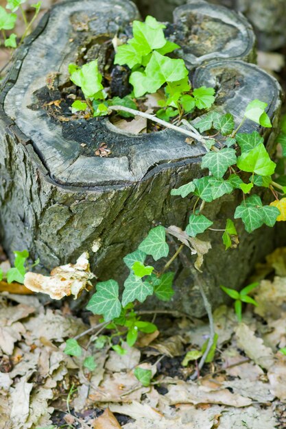 Plantas verdes em tocos secos Folhas verdes em árvores mortas Nova vida