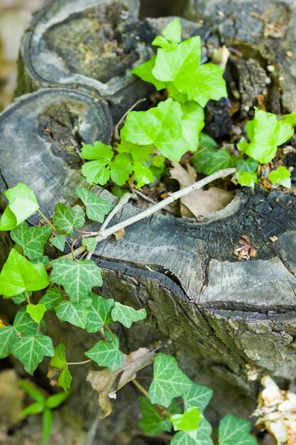 Plantas verdes em tocos secos Folhas verdes em árvores mortas Nova vida