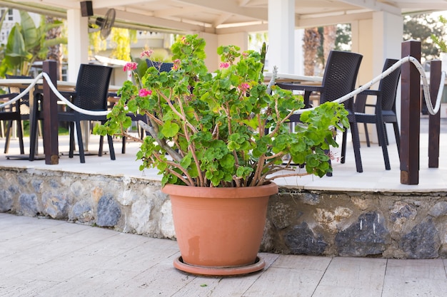 Plantas verdes em vasos ao ar livre. Diferentes plantas em vasos e mudas